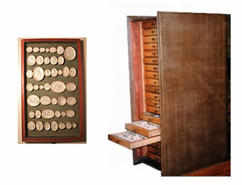 Photo of Lippert's Dactyliotheca